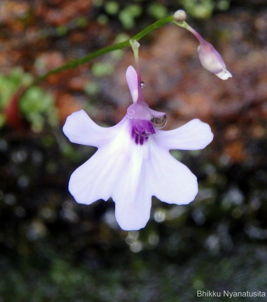 Utricularia moniliformis P.Taylor